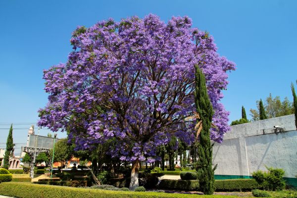 Jacaranda Pruning in South Jordan
