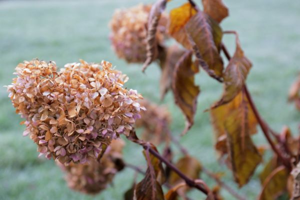 Hydrangea Removal in South Jordan