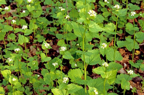 Garlic Mustard Removal in South Jordan
