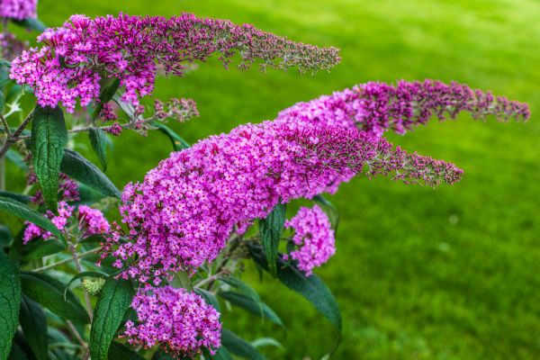 Butterfly Bush Removal in South Jordan