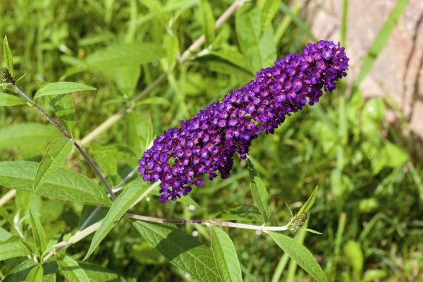 Butterfly Bush Pruning in South Jordan