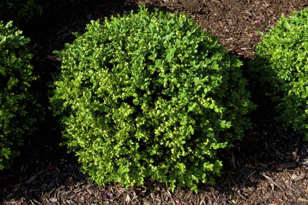 Boxwood Removal in South Jordan