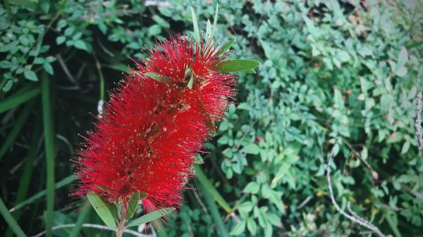 Bottlebrush Pruning in South Jordan