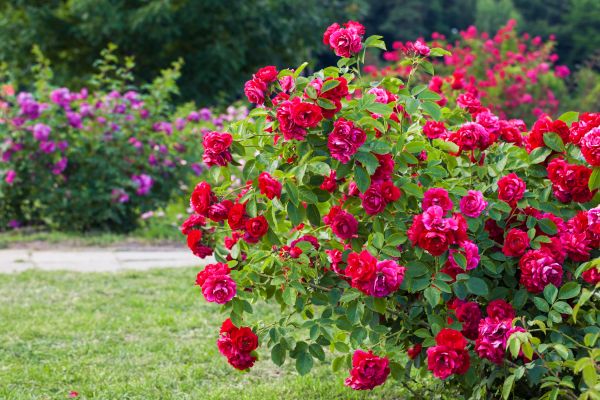 Shrub Trimming in South Jordan