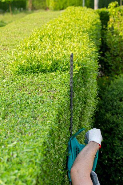 Hedge Trimming in South Jordan