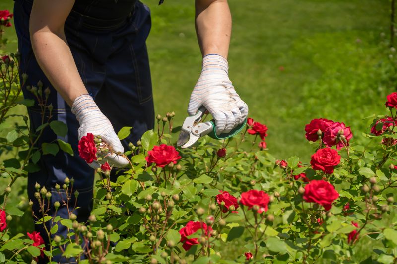 Rose Bush Pruning
